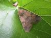 Xanthia ocellaris